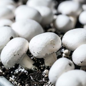 Mushroom Value Added Products Processing Technology